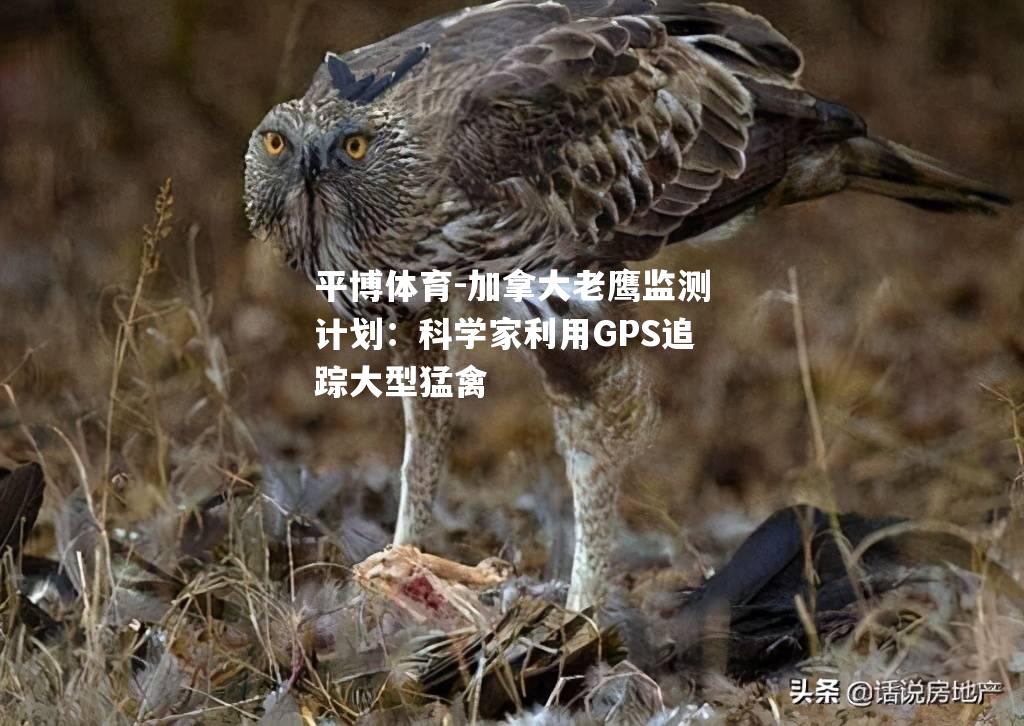 平博体育-加拿大老鹰监测计划：科学家利用GPS追踪大型猛禽