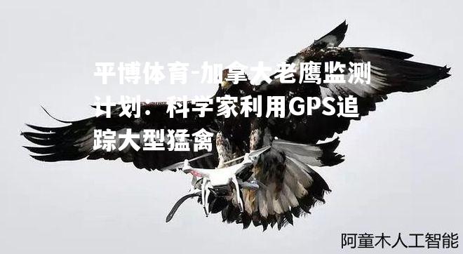 加拿大老鹰监测计划：科学家利用GPS追踪大型猛禽